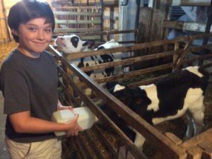 Ryan feeding a calf